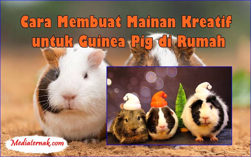 Cara Membuat Mainan Kreatif untuk Guinea Pig di Rumah
