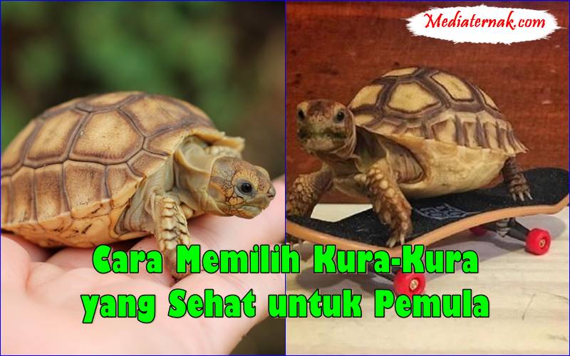Cara Memilih Kura-Kura yang Sehat untuk Pemula