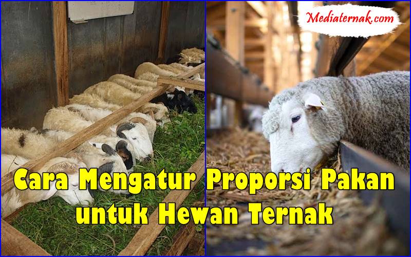 Cara Mengatur Proporsi Pakan untuk Hewan Ternak