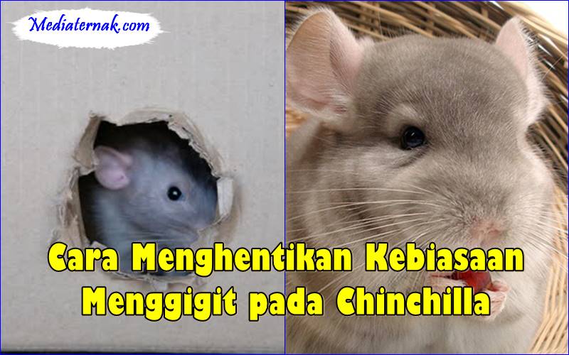Cara Menghentikan Kebiasaan Menggigit pada Chinchilla