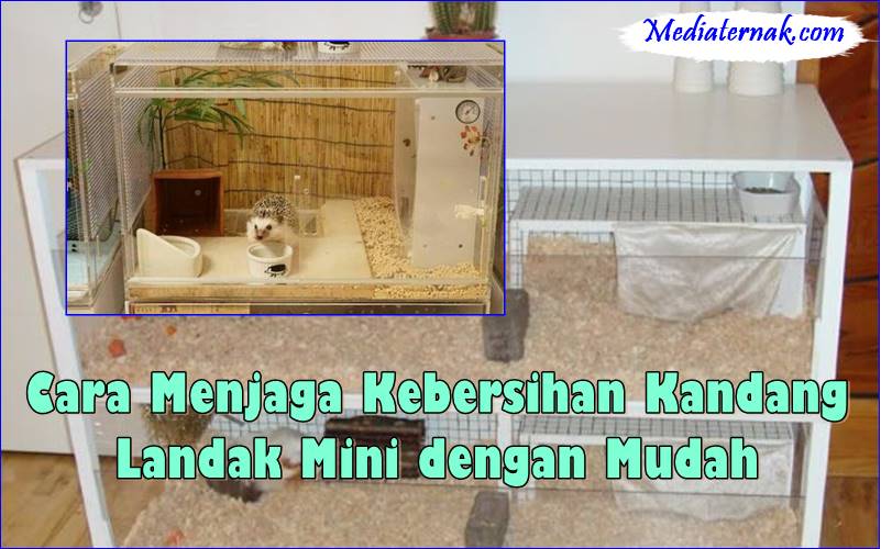 Cara Menjaga Kebersihan Kandang Landak Mini dengan Mudah