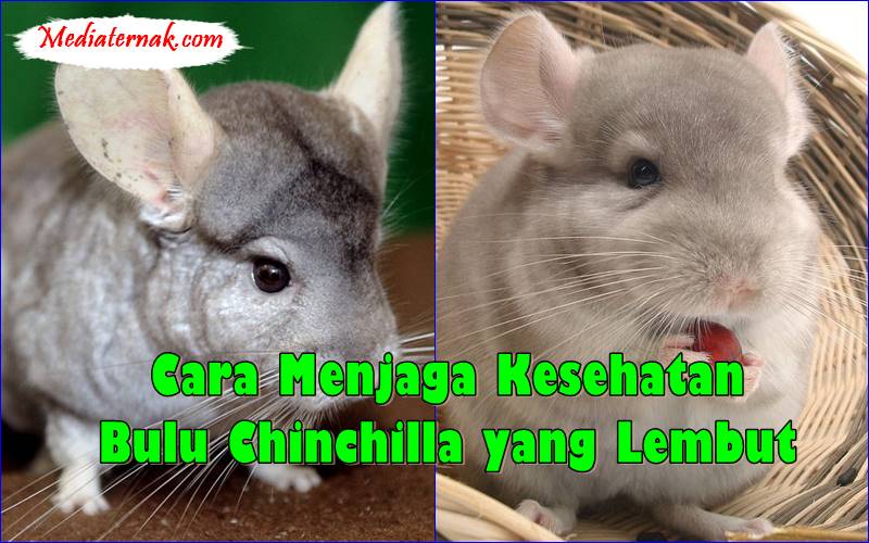 Cara Menjaga Kesehatan Bulu Chinchilla yang Lembut