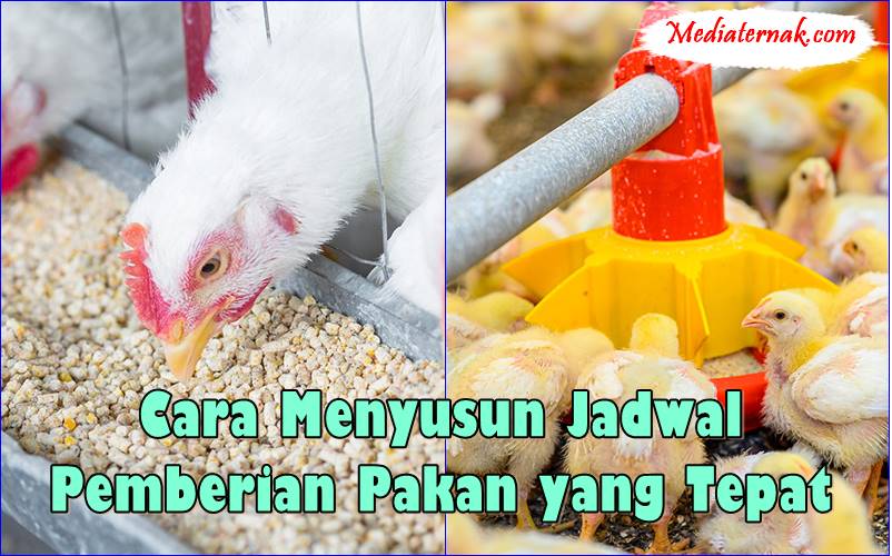 Cara Menyusun Jadwal Pemberian Pakan yang Tepat