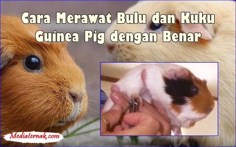 Cara Merawat Bulu dan Kuku Guinea Pig dengan Benar