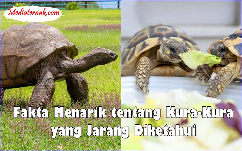 Fakta Menarik tentang Kura-Kura yang Jarang Diketahui