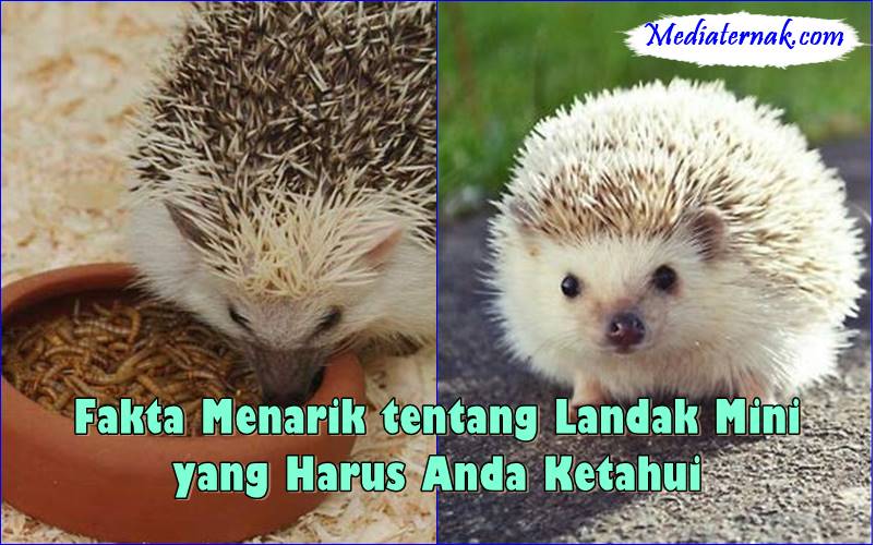 Fakta Menarik tentang Landak Mini yang Harus Anda Ketahui