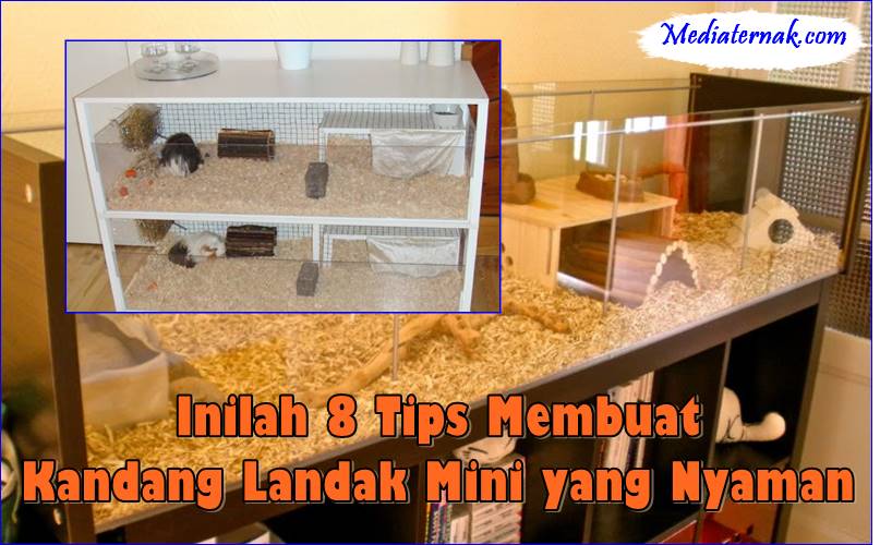 Inilah 8 Tips Membuat Kandang Landak Mini yang Nyaman