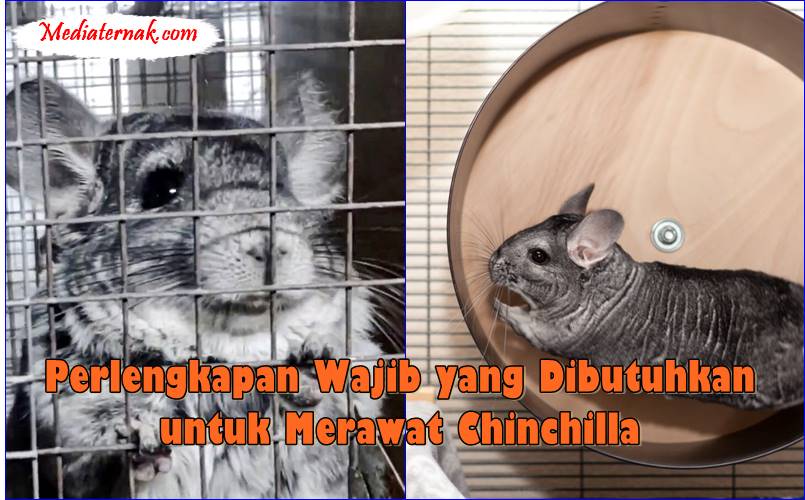 Inilah Perlengkapan Wajib yang Dibutuhkan untuk Merawat Chinchilla