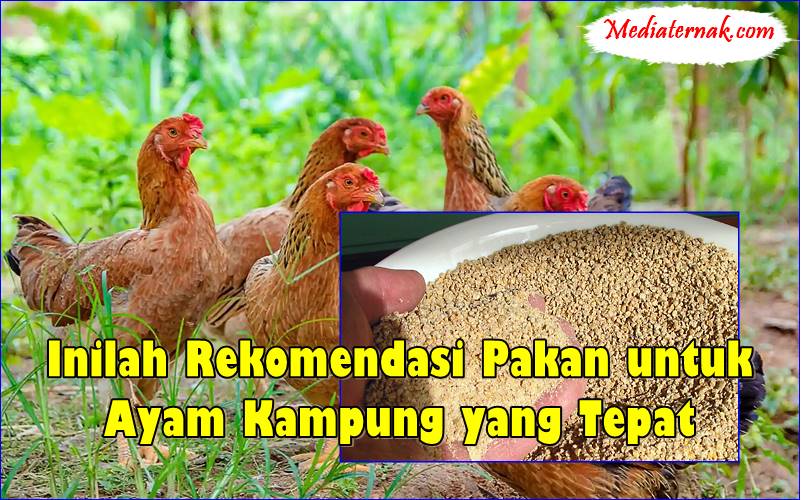 Inilah Rekomendasi Pakan untuk Ayam Kampung yang Tepat