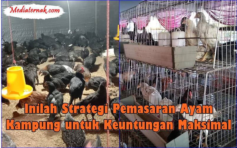 Inilah Strategi Pemasaran Ayam Kampung untuk Keuntungan Maksimal