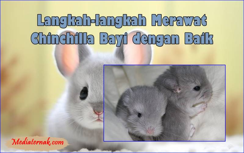 Langkah-langkah Merawat Chinchilla Bayi dengan Baik