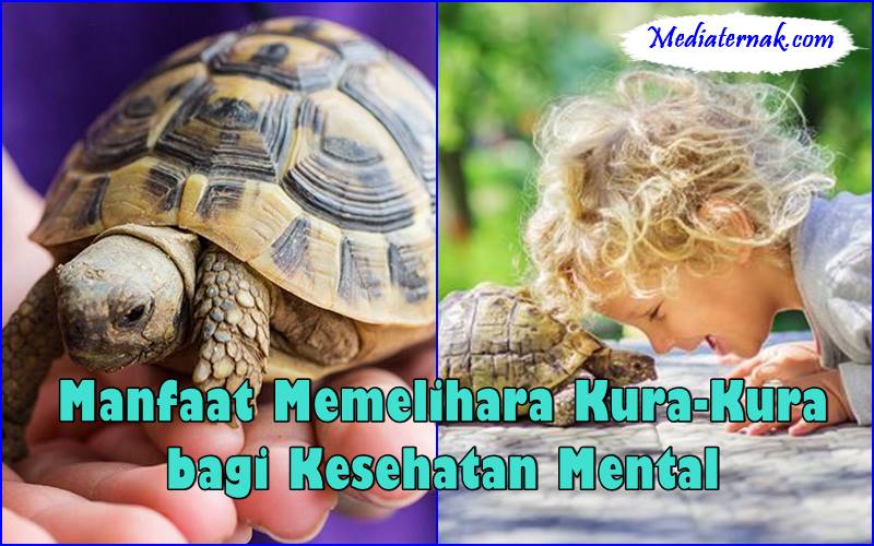 Manfaat Memelihara Kura-Kura bagi Kesehatan Mental