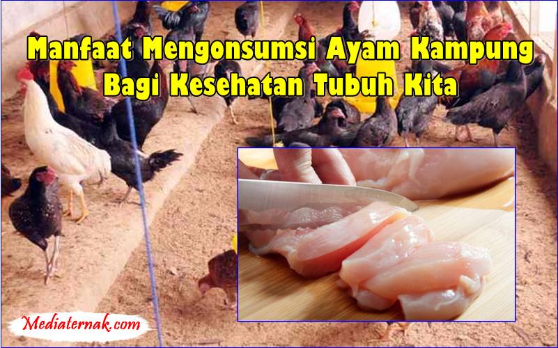Manfaat Mengonsumsi Ayam Kampung Bagi Kesehatan Tubuh Kita