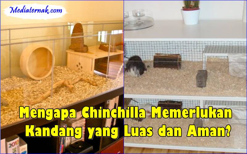 Mengapa Chinchilla Memerlukan Kandang yang Luas dan Aman