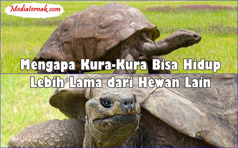 Mengapa Kura-Kura Bisa Hidup Lebih Lama dari Hewan Lain