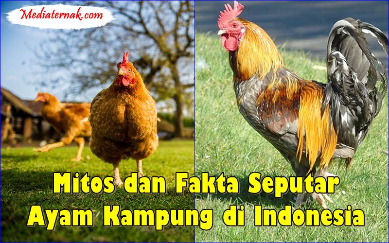Mitos dan Fakta Seputar Ayam Kampung di Indonesia