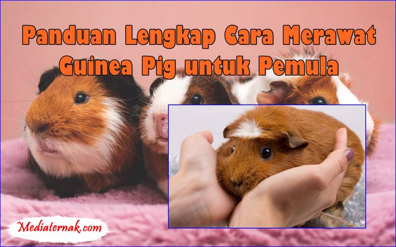 Panduan Lengkap Cara Merawat Guinea Pig untuk Pemula