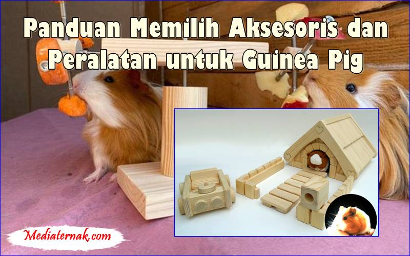 Panduan Memilih Aksesoris dan Peralatan untuk Guinea Pig