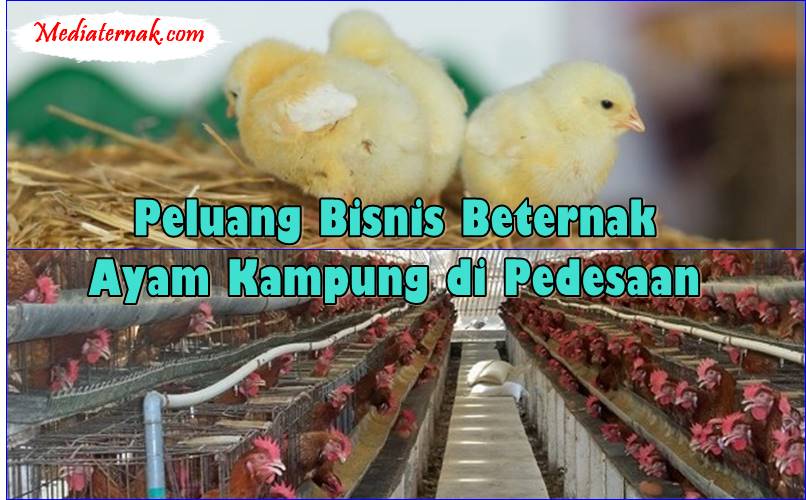Peluang Bisnis Beternak Ayam Kampung di Pedesaan