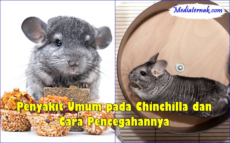 Penyakit Umum pada Chinchilla dan Cara Pencegahannya