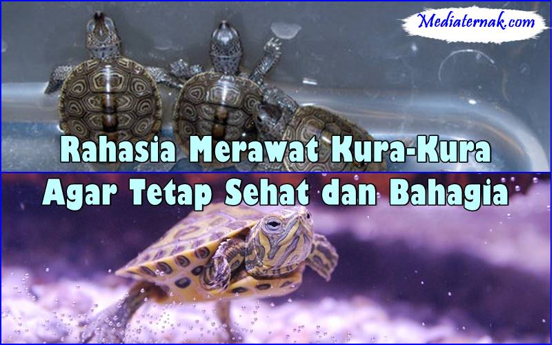 Rahasia Merawat Kura-Kura Agar Tetap Sehat dan Bahagia