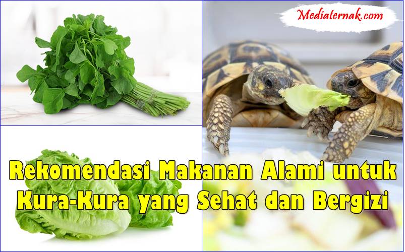 Rekomendasi Makanan Alami untuk Kura-Kura yang Sehat dan Bergizi