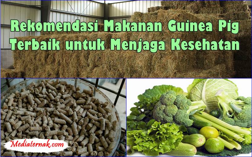 Rekomendasi Makanan Guinea Pig Terbaik untuk Menjaga Kesehatan
