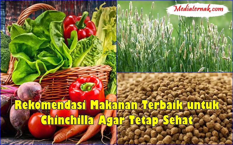 Rekomendasi Makanan Terbaik untuk Chinchilla Agar Tetap Sehat