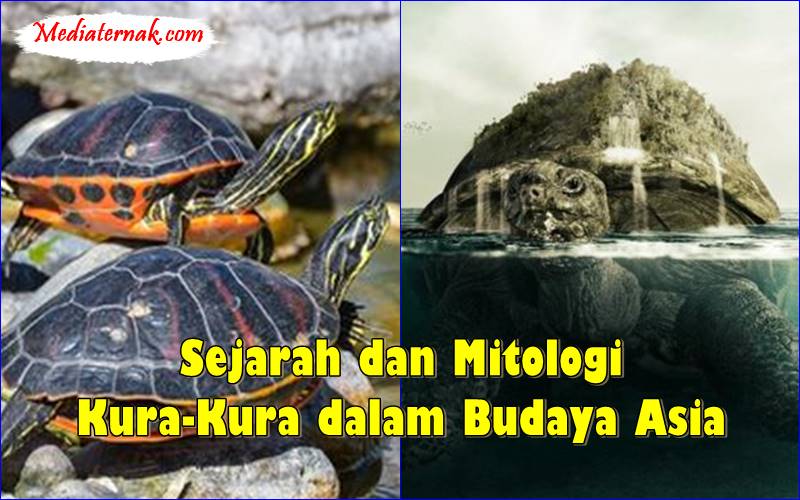 Sejarah dan Mitologi Kura-Kura dalam Budaya Asia