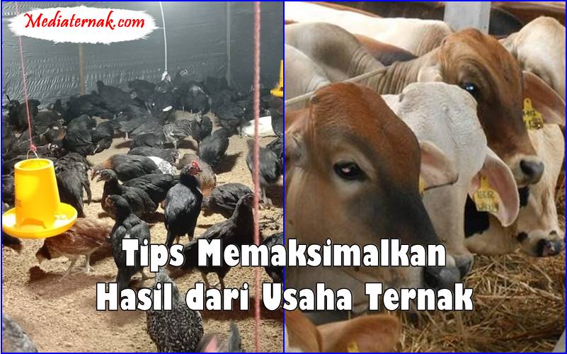 Tips Memaksimalkan Hasil dari Usaha Ternak