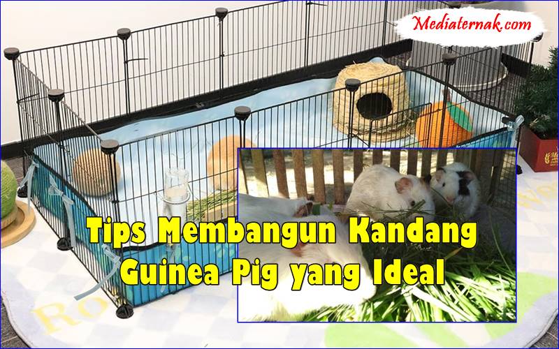 Tips Membangun Kandang Guinea Pig yang Ideal