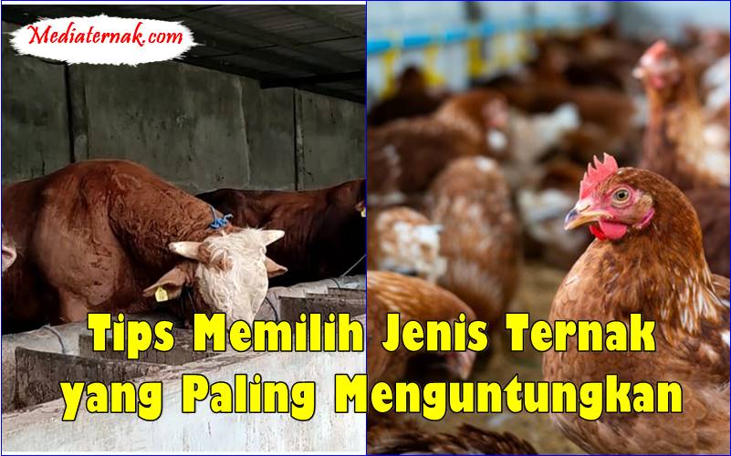 Tips Memilih Jenis Ternak yang Paling Menguntungkan