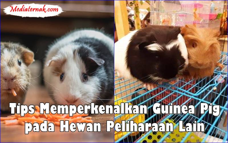Tips Memperkenalkan Guinea Pig pada Hewan Peliharaan Lain