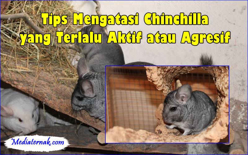 Tips Mengatasi Chinchilla yang Terlalu Aktif atau Agresif