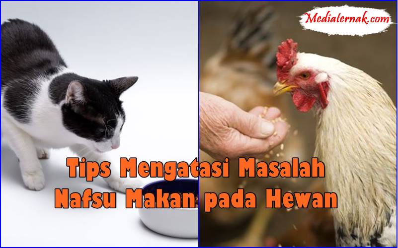 Tips Mengatasi Masalah Nafsu Makan pada Hewan