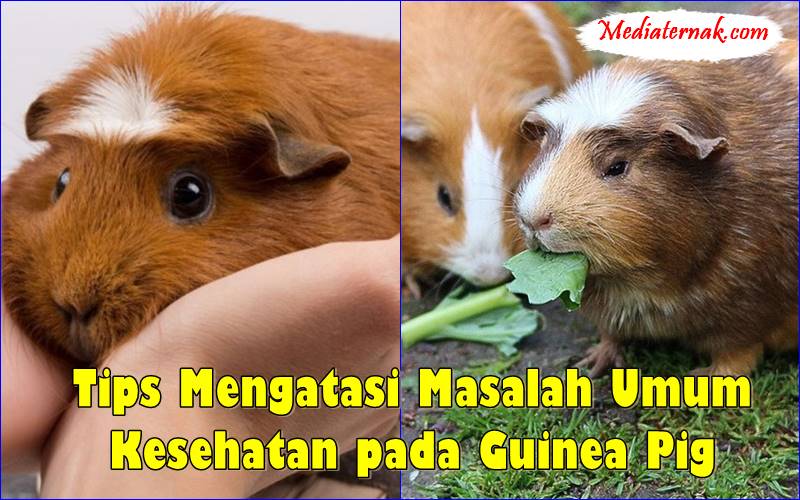 Tips Mengatasi Masalah Umum Kesehatan pada Guinea Pig