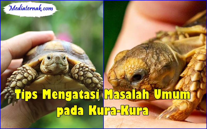 Tips Mengatasi Masalah Umum pada Kura-Kura