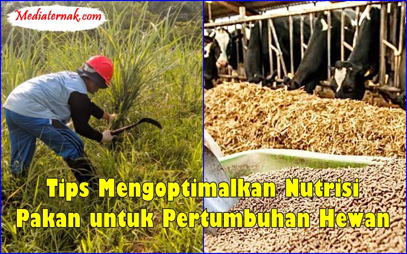 Tips Mengoptimalkan Nutrisi Pakan untuk Pertumbuhan Hewan