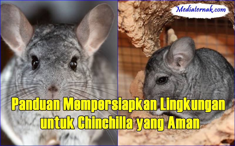 Panduan Mempersiapkan Lingkungan untuk Chinchilla yang Aman