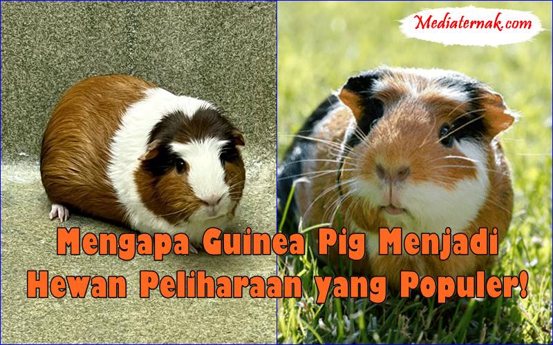 Mengapa Guinea Pig Menjadi Hewan Peliharaan yang Populer!