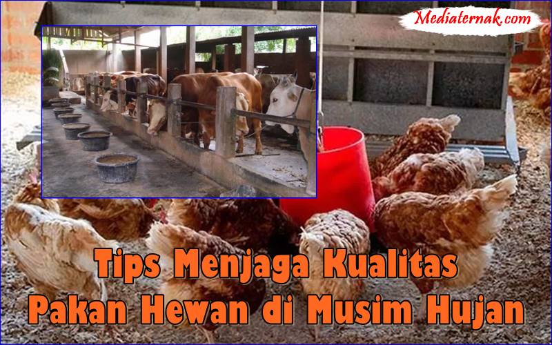 Tips Menjaga Kualitas Pakan Hewan di Musim Hujan