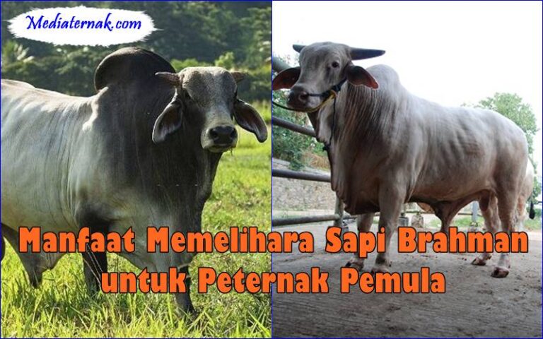 Sapi Alaska 5 Manfaat Memelihara Sapi Brahman untuk Peternak Pemula - MediaTernak.Com