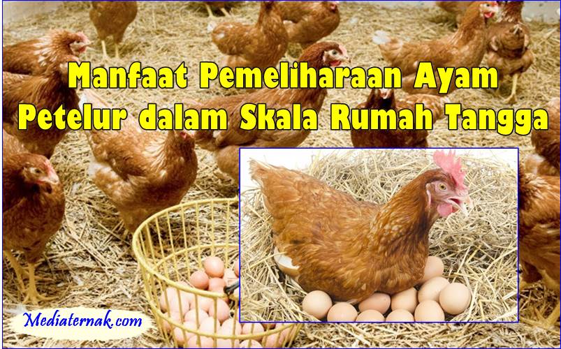 7 Manfaat Pemeliharaan Ayam Petelur dalam Skala Rumah Tangga