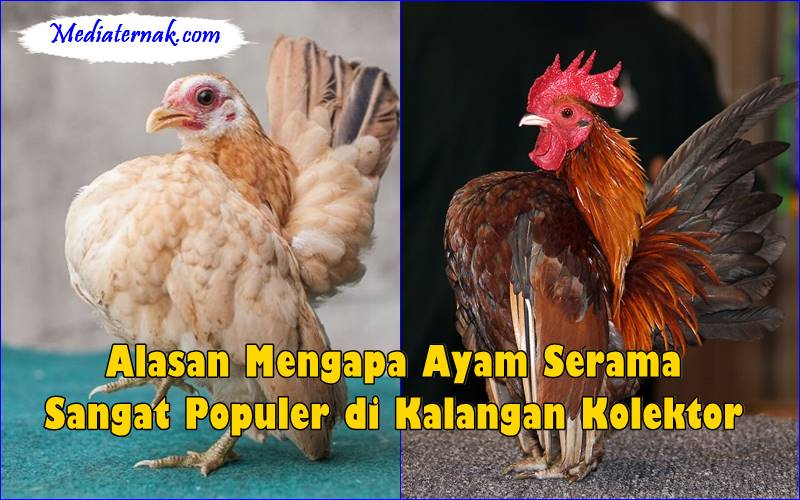 Alasan Mengapa Ayam Serama Sangat Populer di Kalangan Kolektor