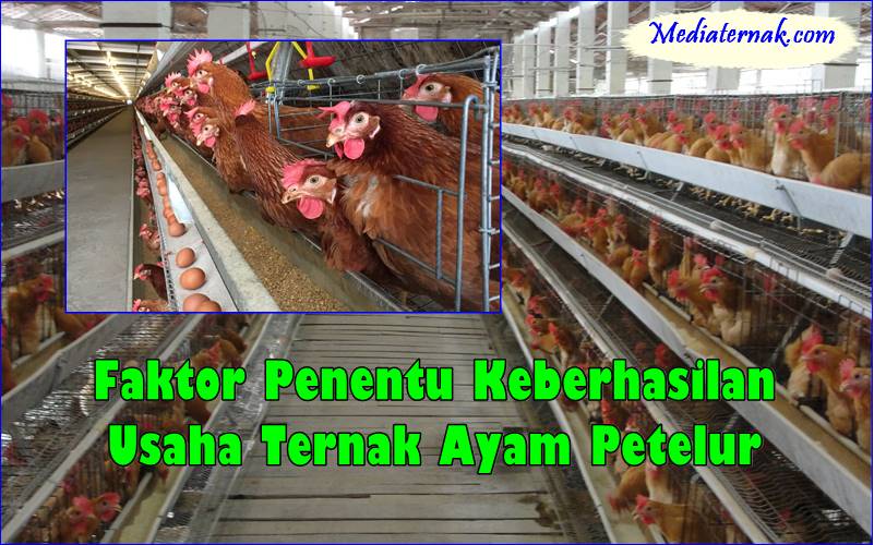Apa Saja Faktor Penentu Keberhasilan Usaha Ternak Ayam Petelur