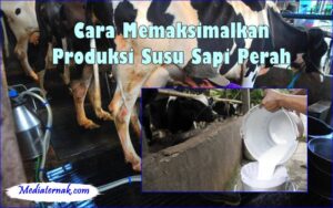 Sapi Alaska Cara Memaksimalkan Produksi Susu Sapi Perah - MediaTernak.Com
