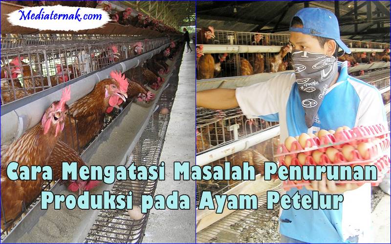 Cara Mengatasi Masalah Penurunan Produksi pada Ayam Petelur