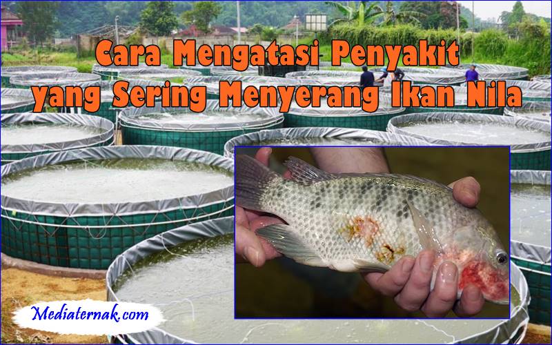 Cara Mengatasi Penyakit yang Sering Menyerang Ikan Nila