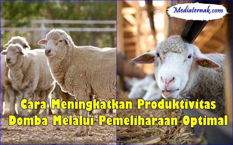 Cara Meningkatkan Produktivitas Domba Melalui Pemeliharaan Optimal