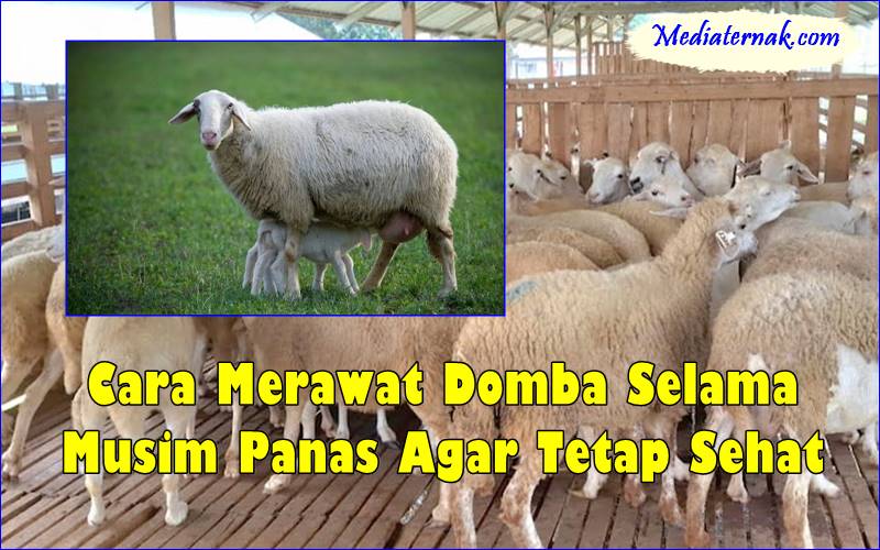 Cara Merawat Domba Selama Musim Panas Agar Tetap Sehat